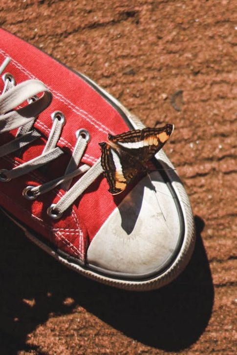 photo of a butterfly on top of a white and red shoe